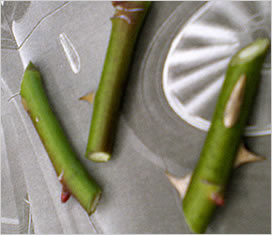 �c�̐A���t����ڂ���