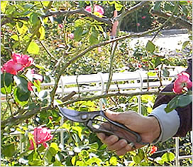 ��o���̗U��